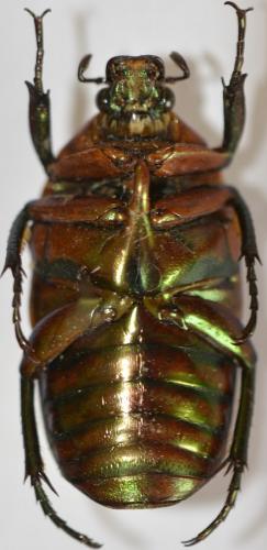 Réf. 271 462 : Chondrorrhina cinctuta